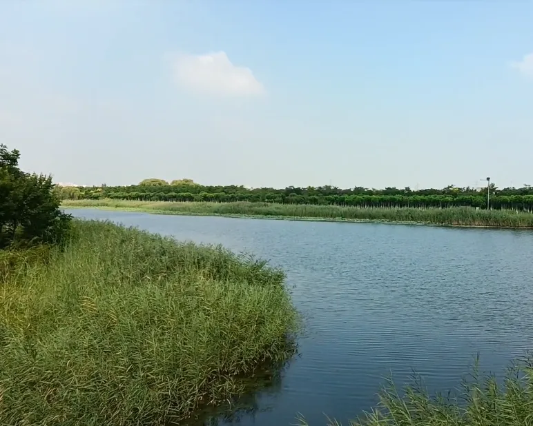 image.webp