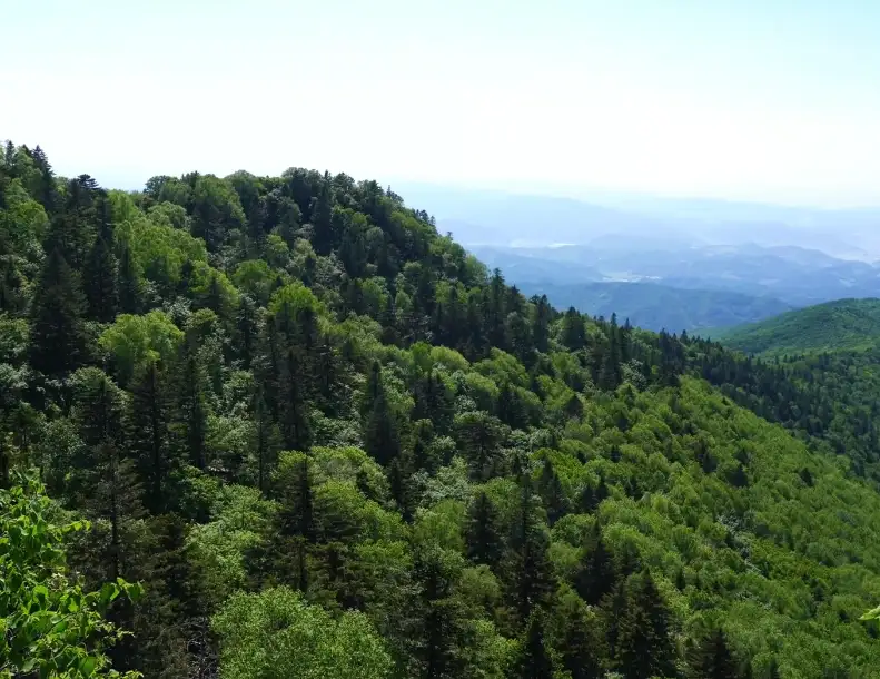 image.webp