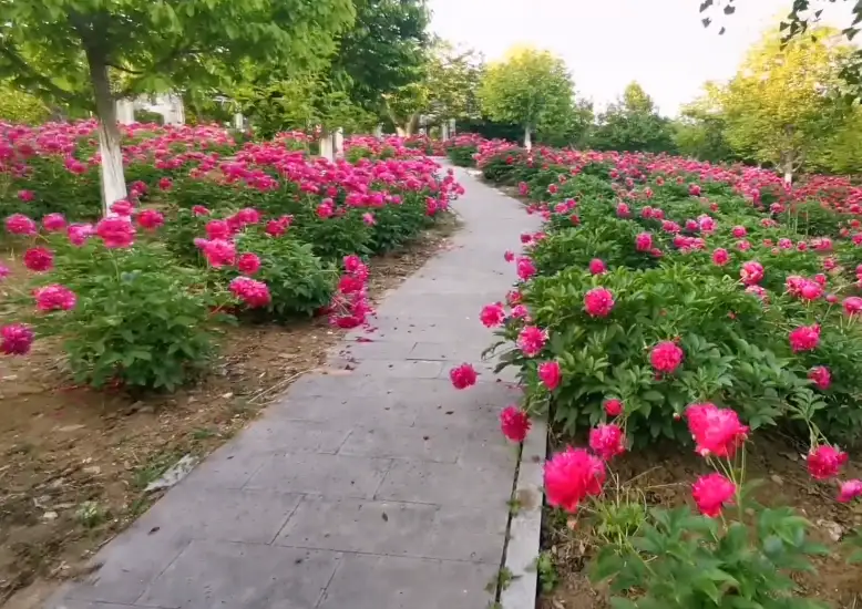 image.webp