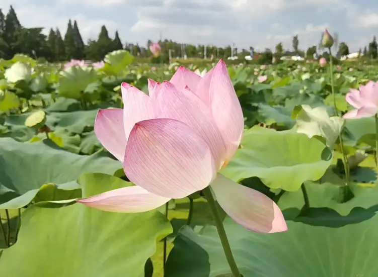 image.webp