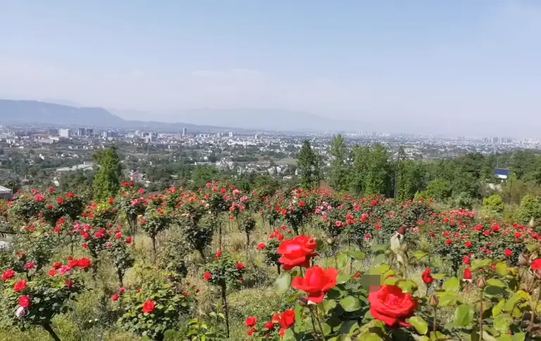 image.webp