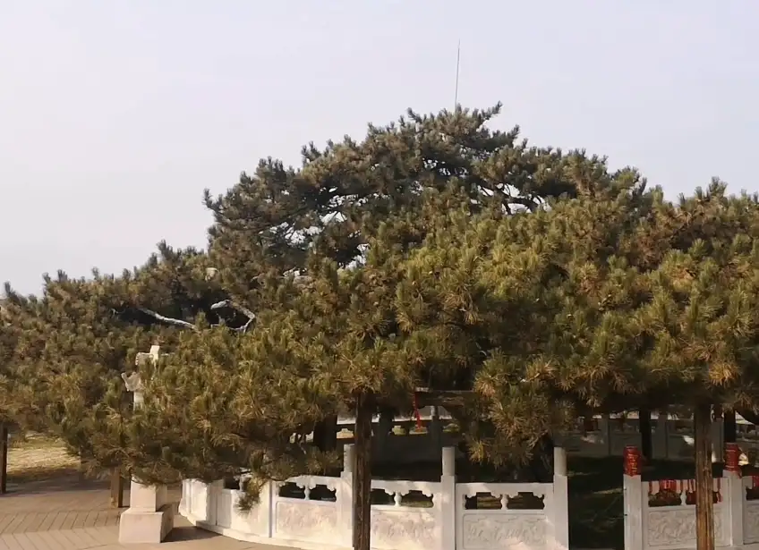 image.webp